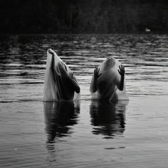 sirenen-singing-mazoni